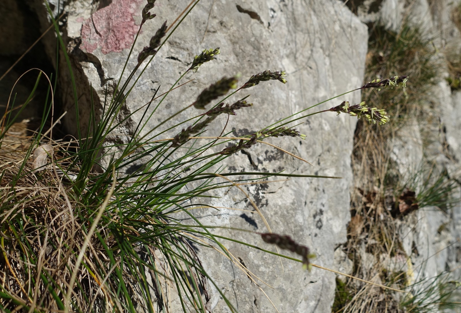 Carex caryophyllea