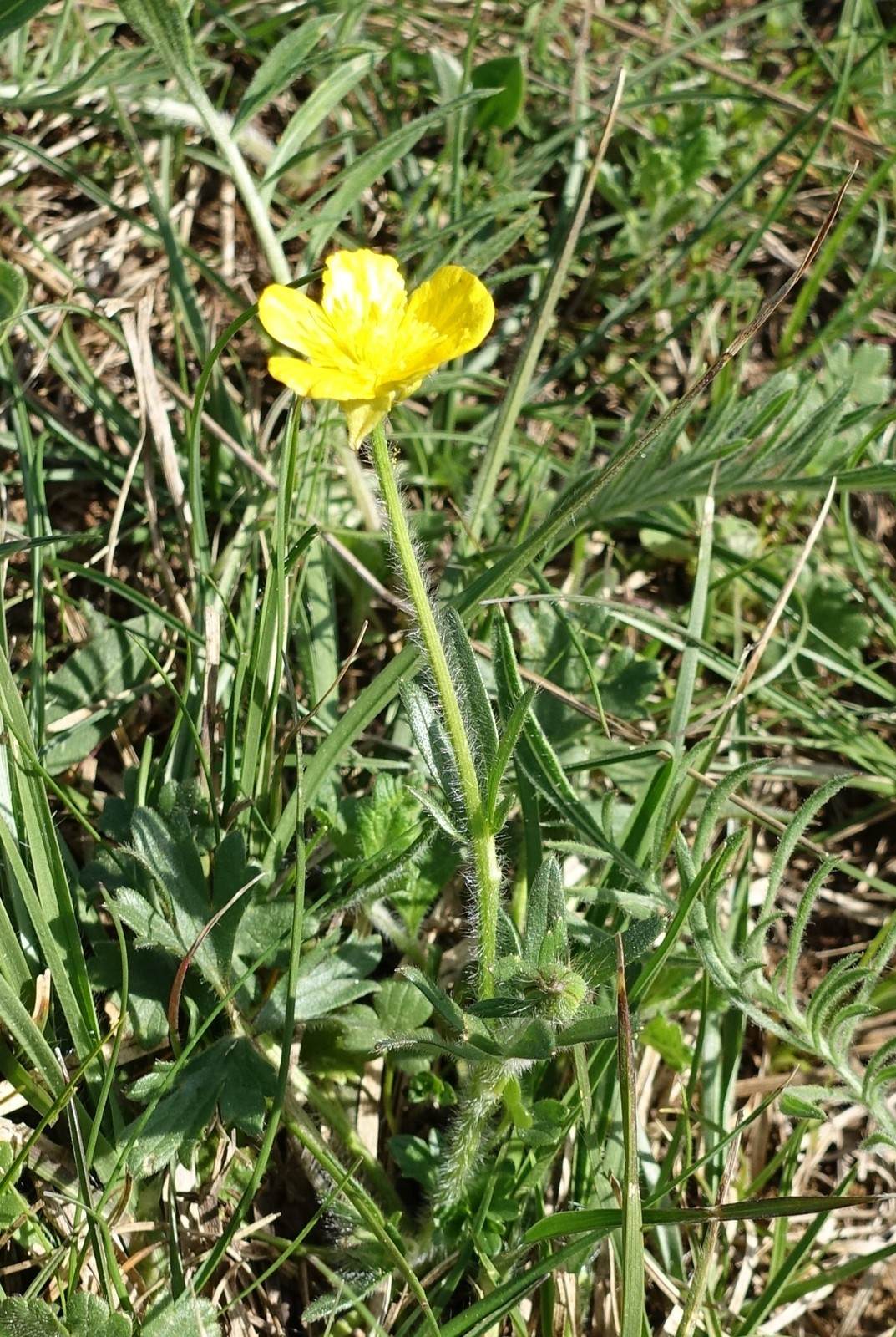 Ranunculus bulbosus
