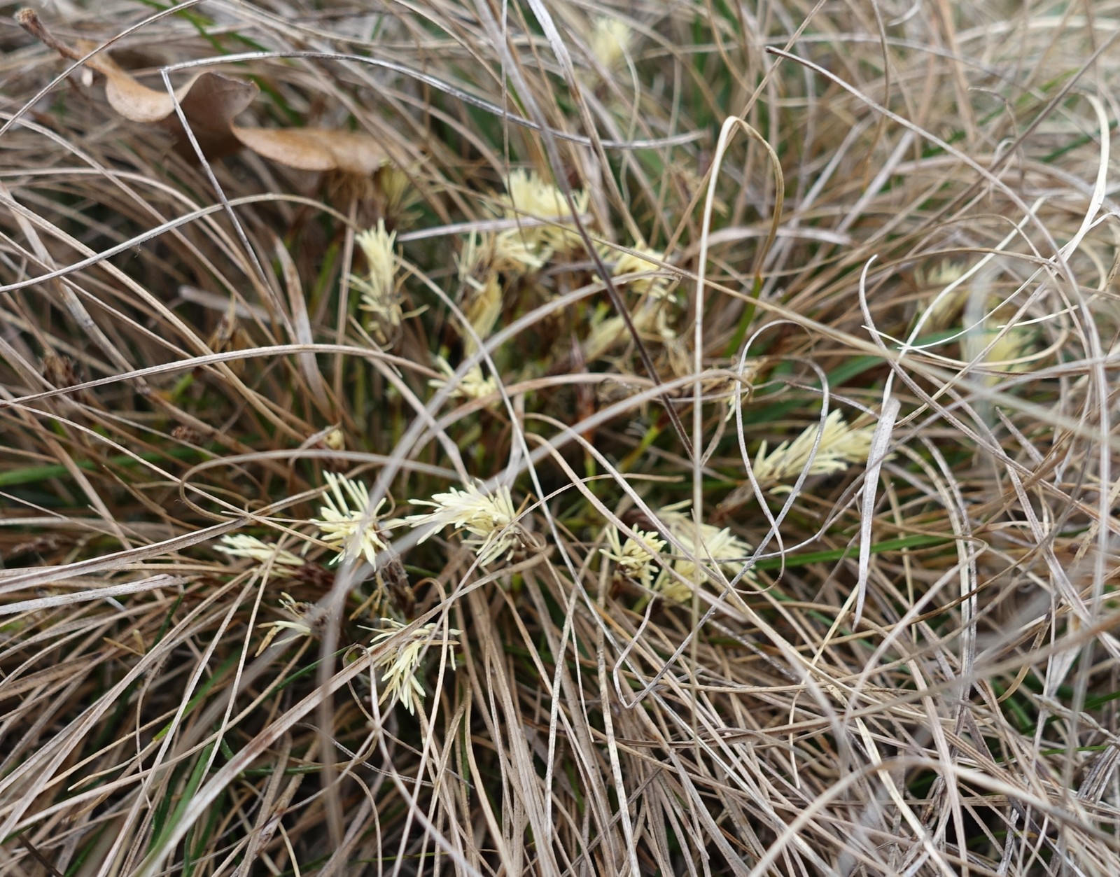 Carex humilis