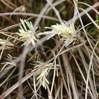 Carex humilis