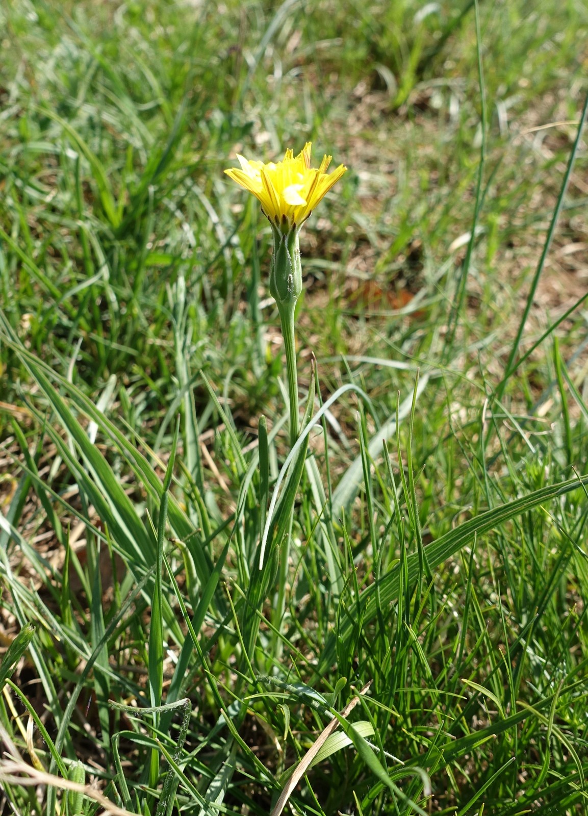 Scorzonera austriaca