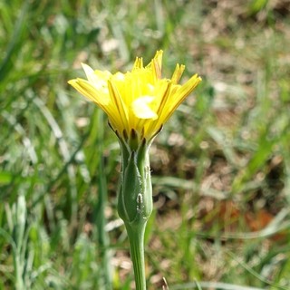 Scorzonera austriaca