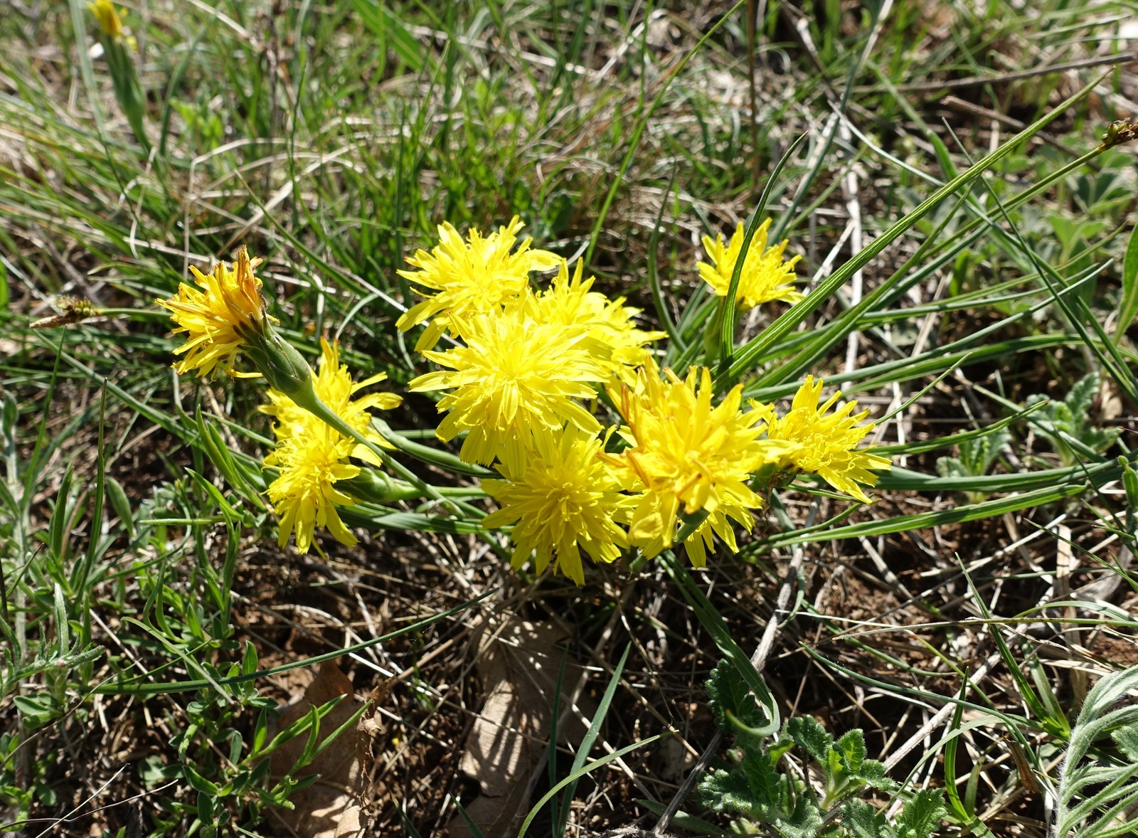 Scorzonera austriaca