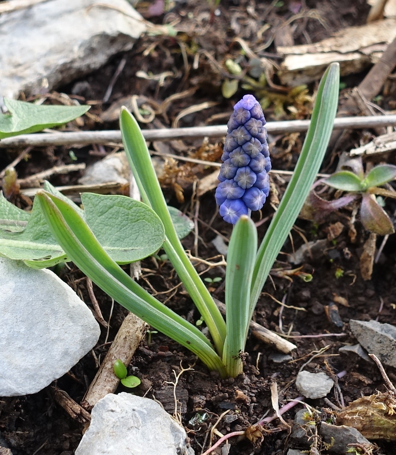 Muscari botryoides