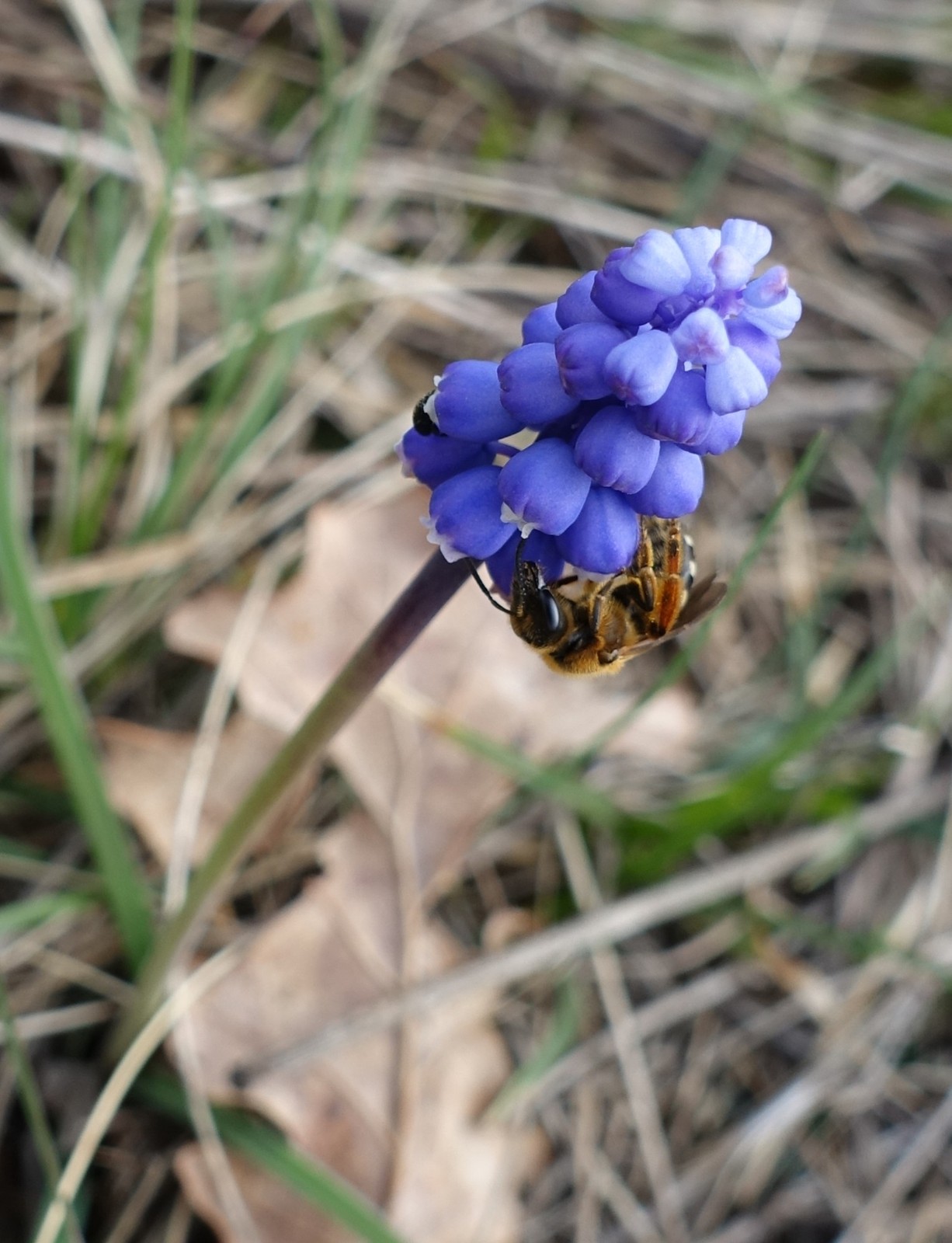 Muscari botryoides