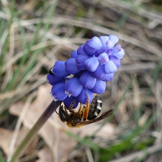 Muscari botryoides