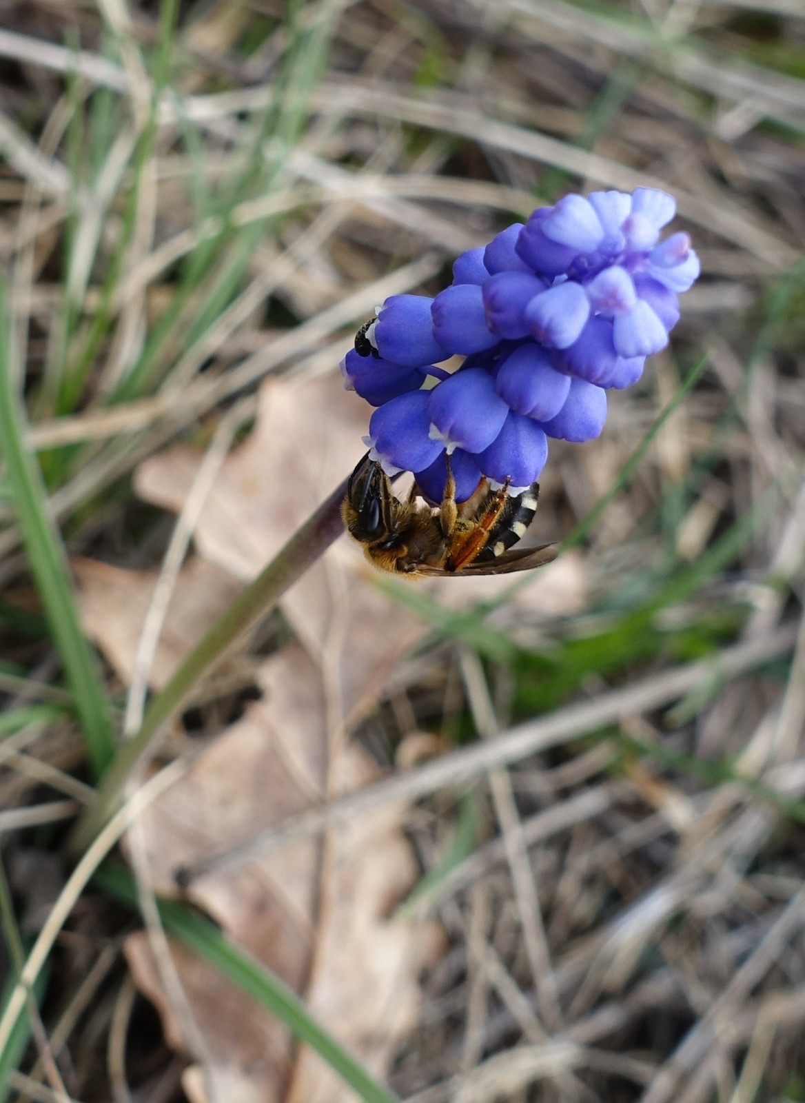 Muscari botryoides