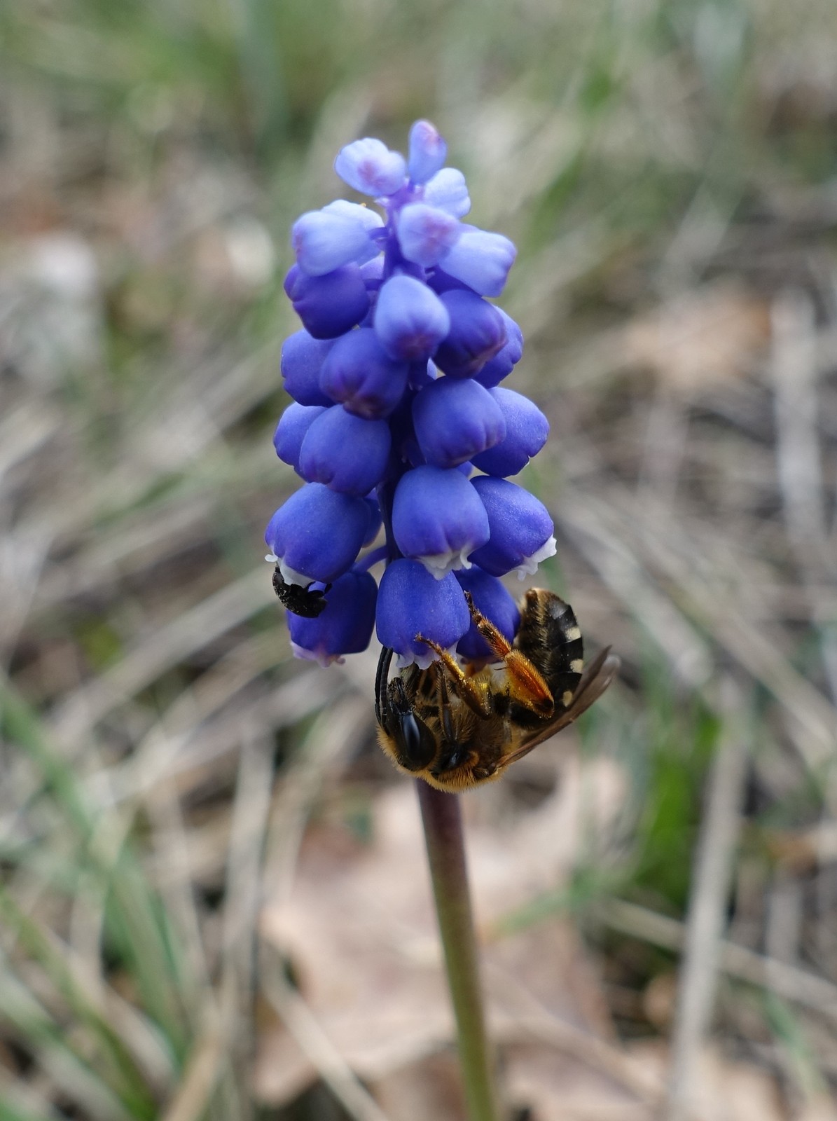 Muscari botryoides