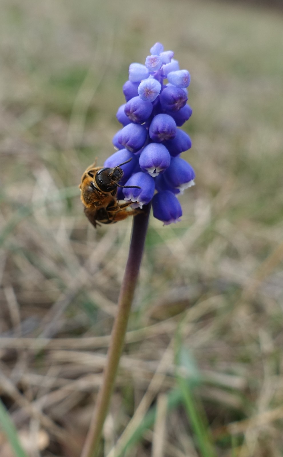 Muscari botryoides