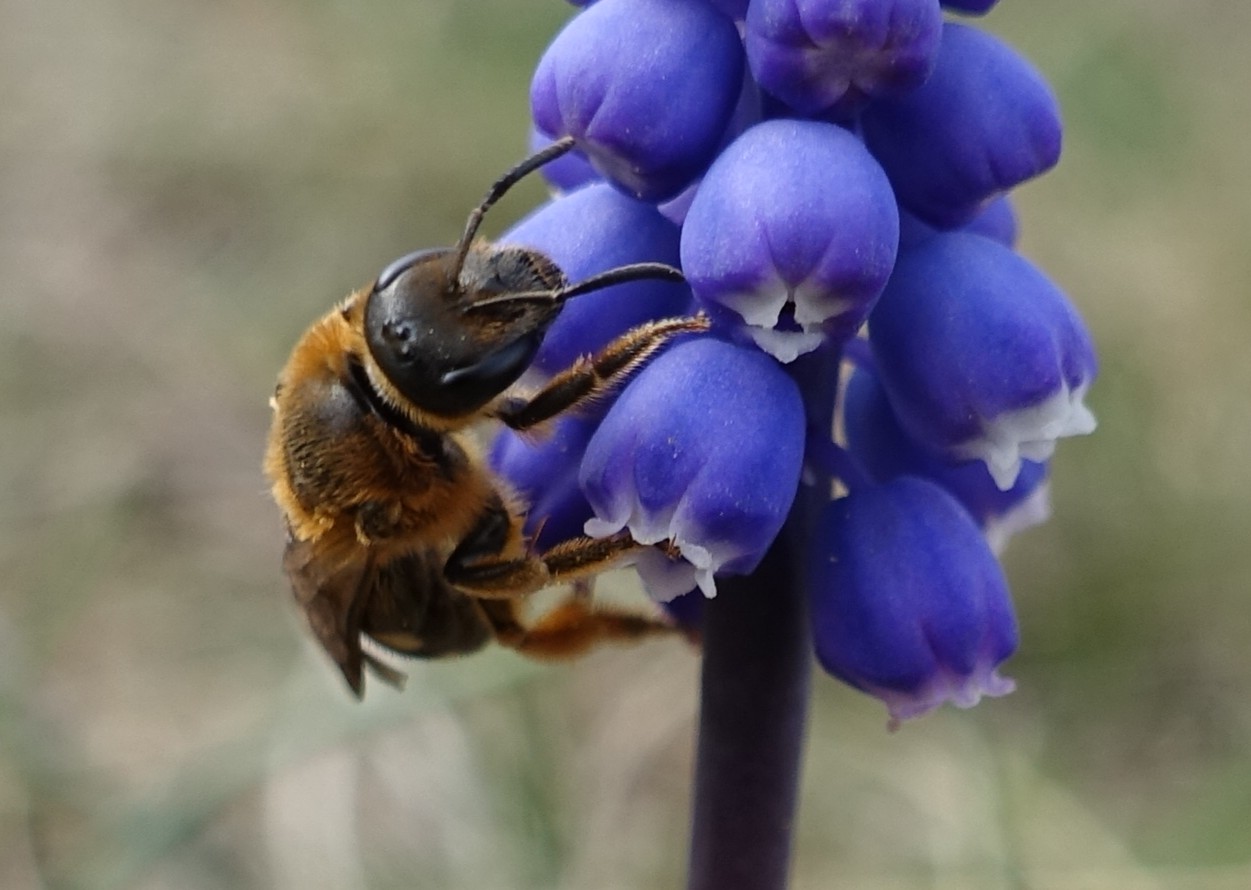 Muscari botryoides