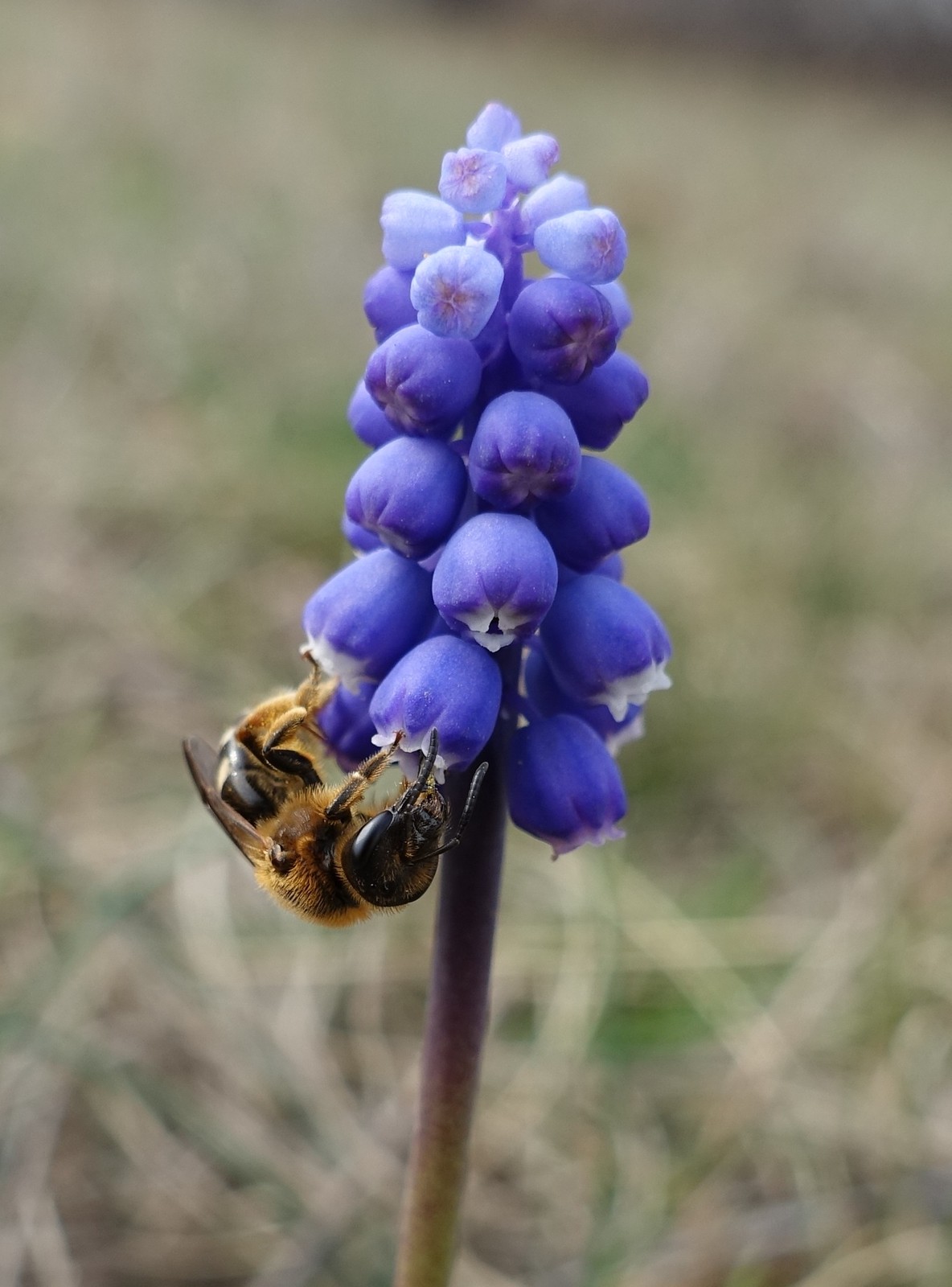 Muscari botryoides