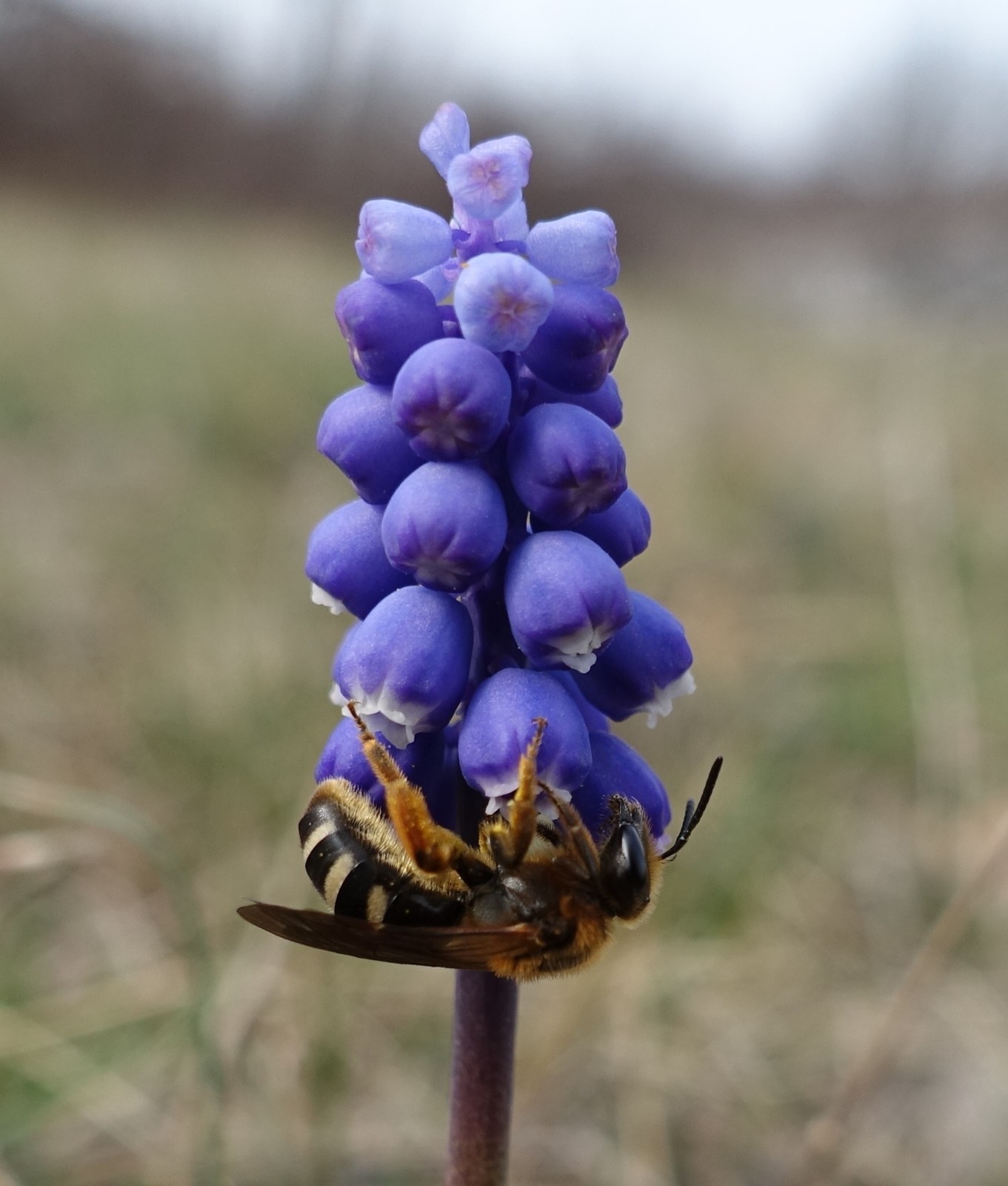 Muscari botryoides