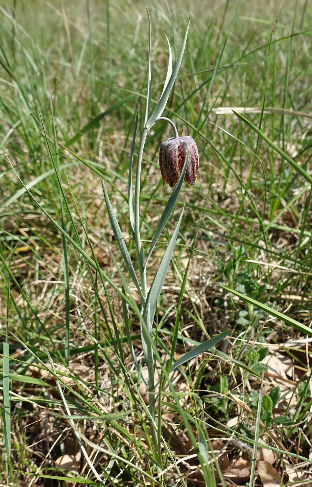 Fritillaria orientalis