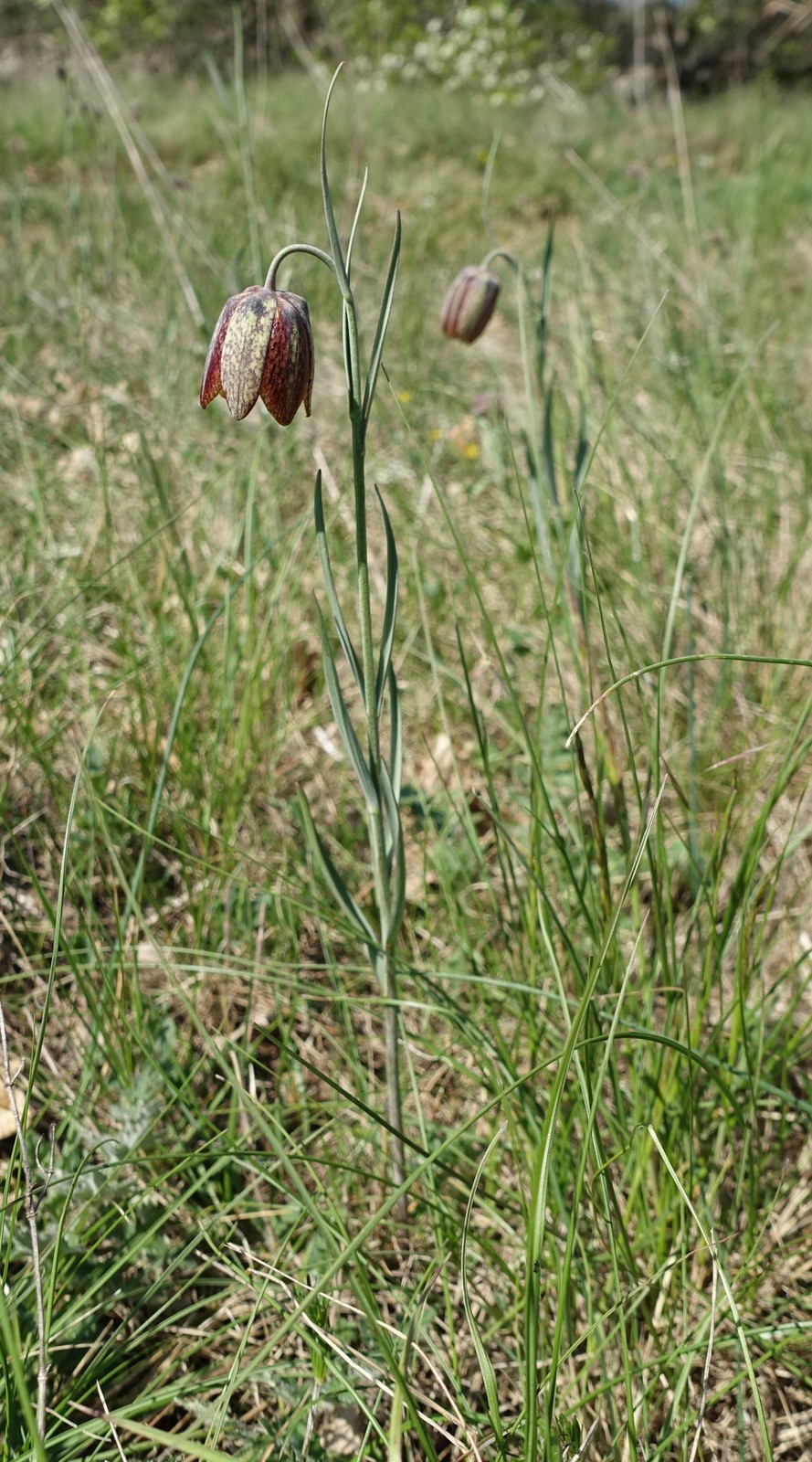 Fritillaria orientalis