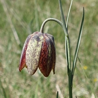 Fritillaria orientalis