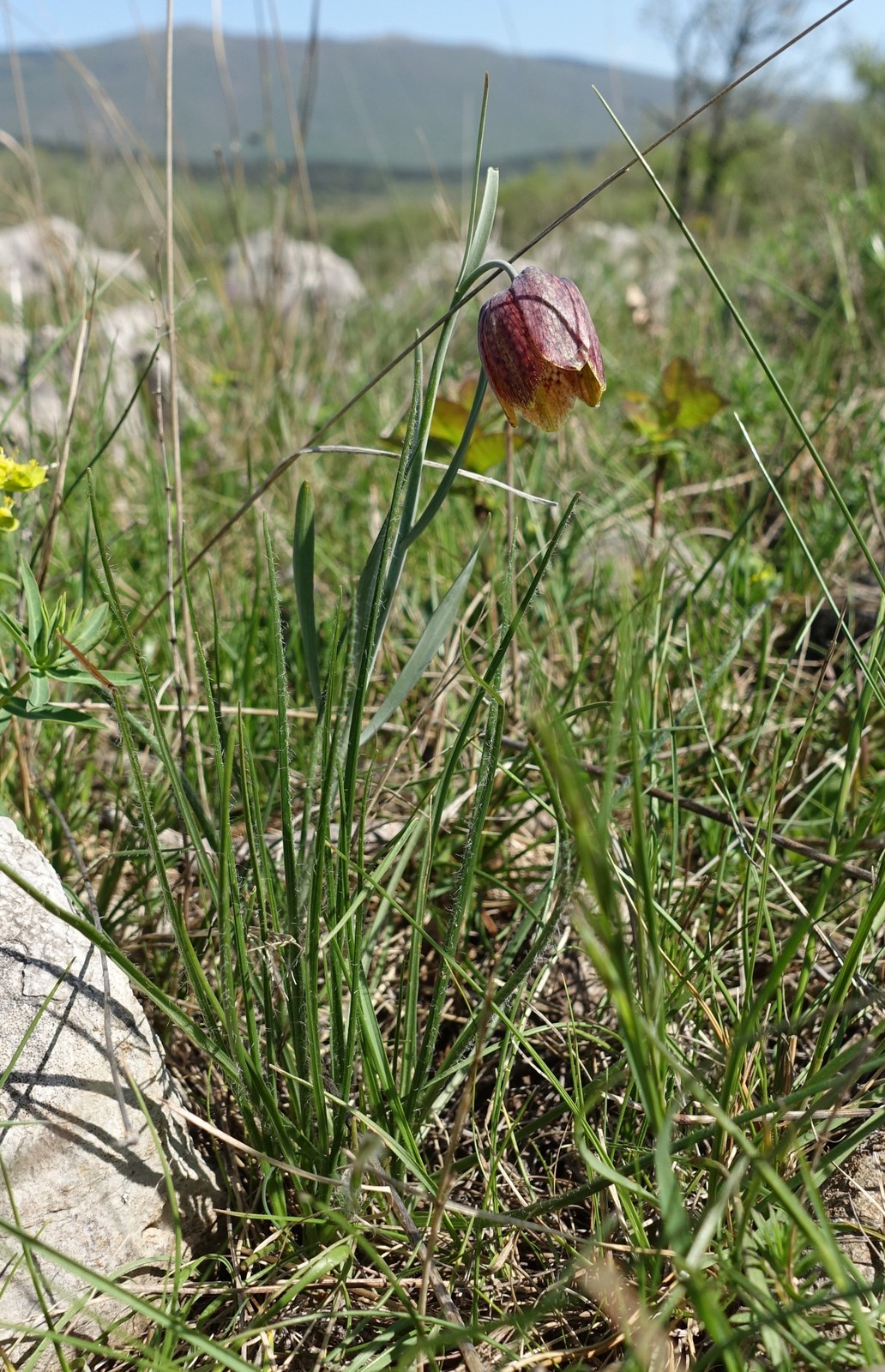 Fritillaria orientalis