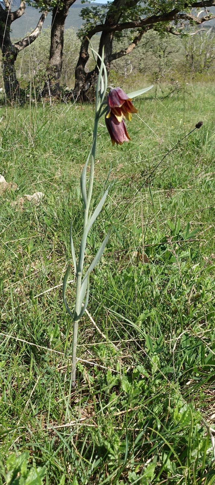 Fritillaria orientalis