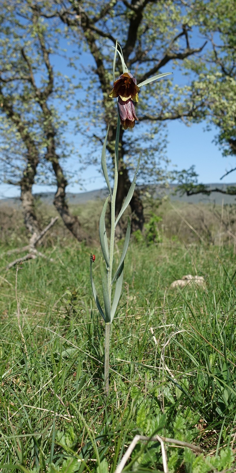 Fritillaria orientalis