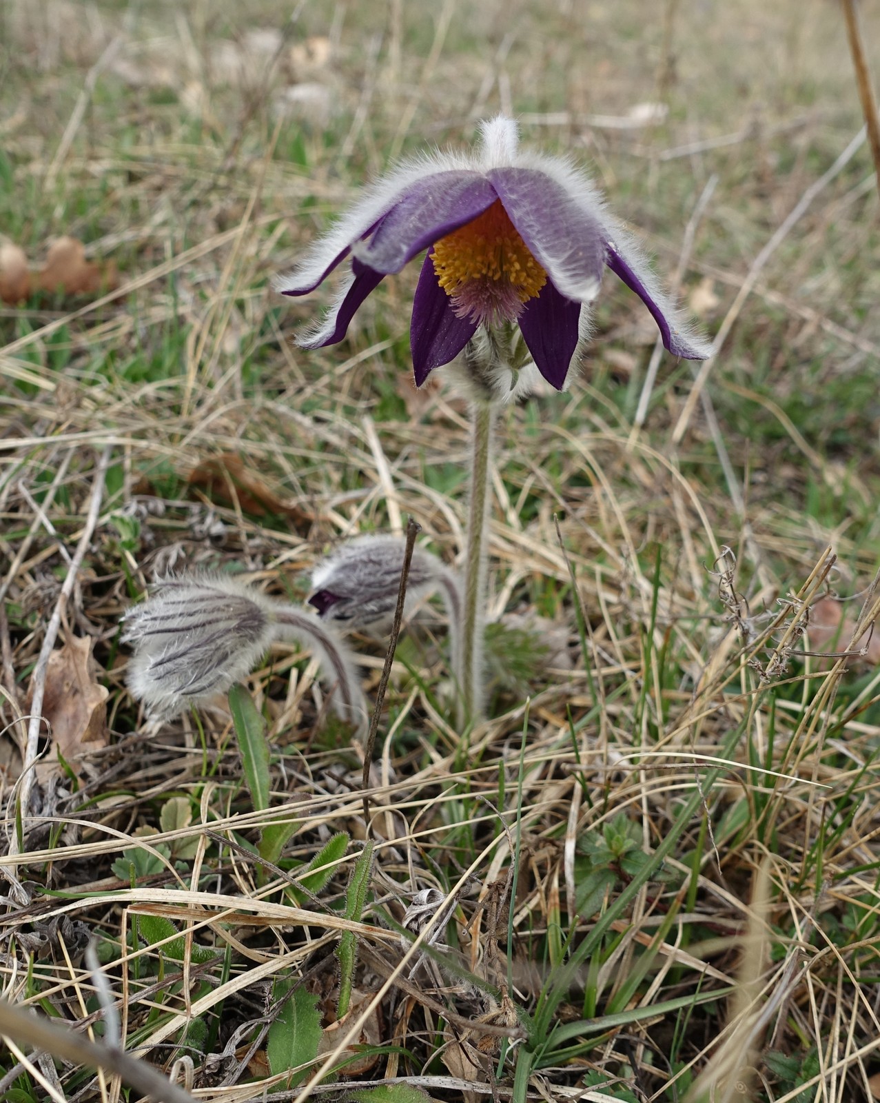 Pulsatilla montana