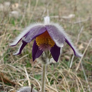 Pulsatilla montana