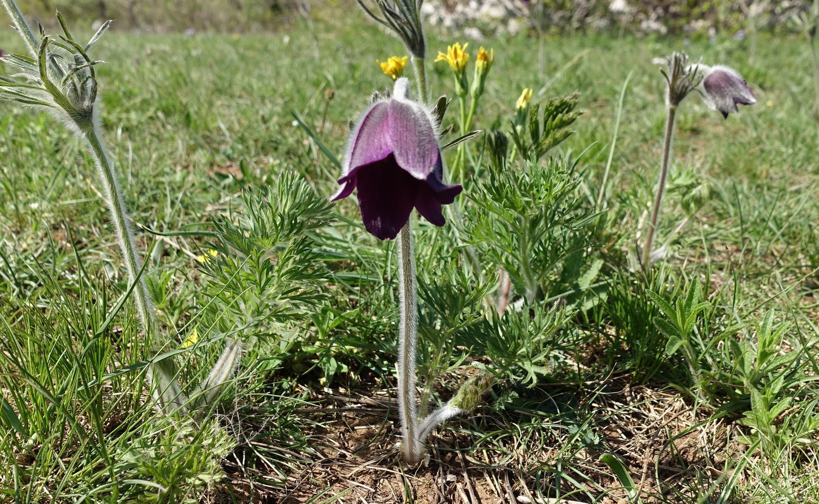 Pulsatilla montana