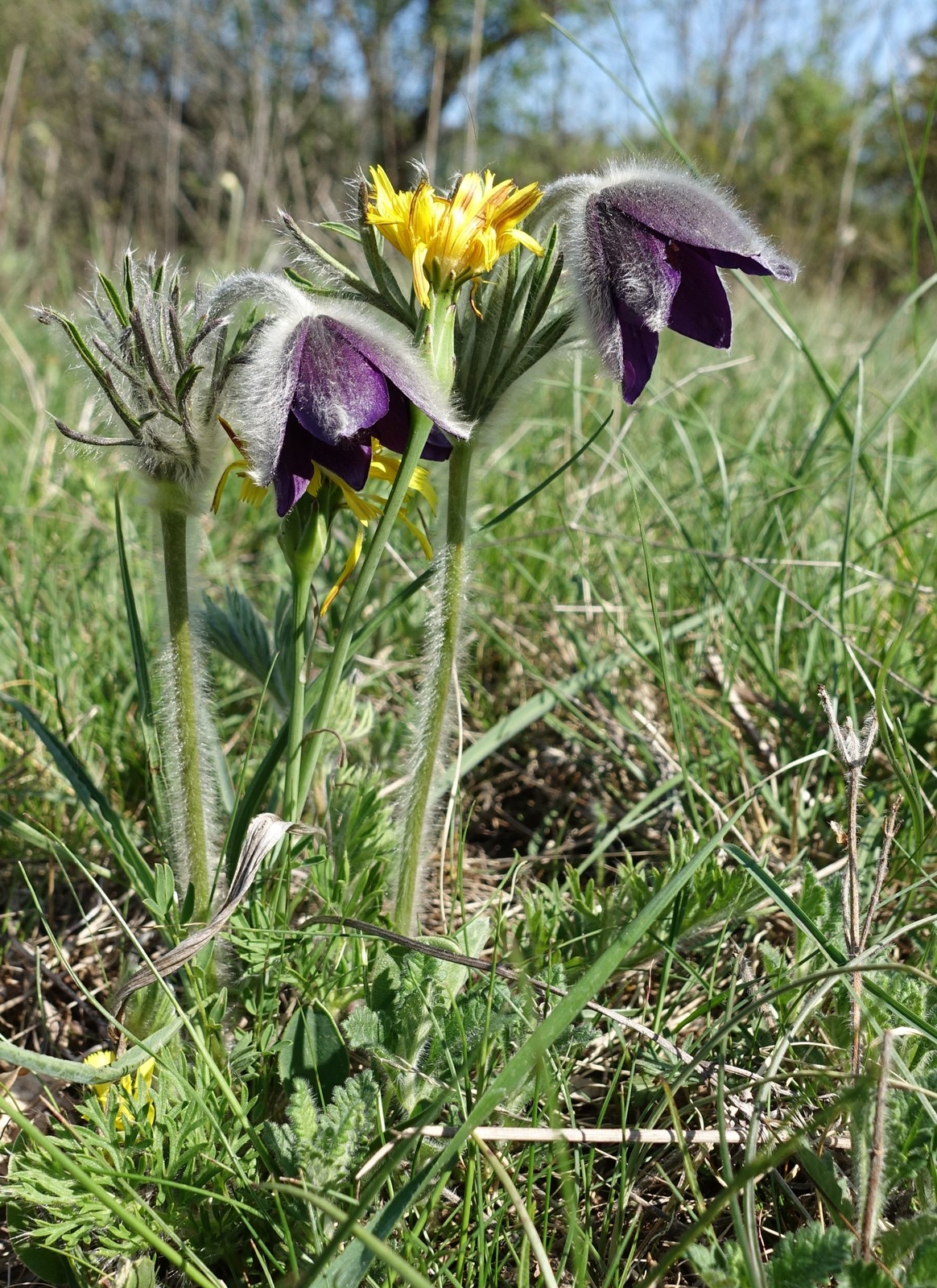 Pulsatilla montana