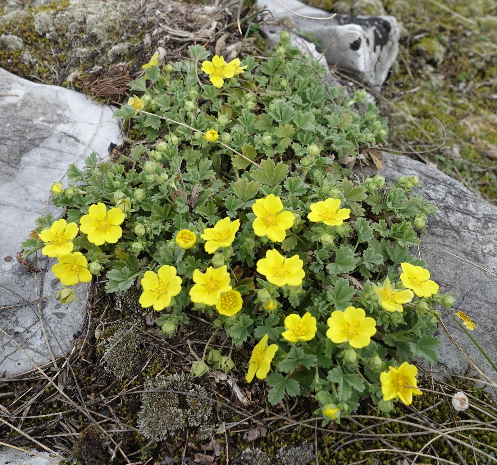 Potentilla tommasiniana