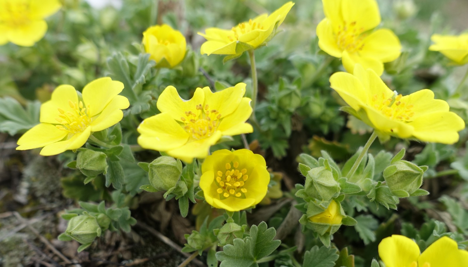 Potentilla tommasiniana