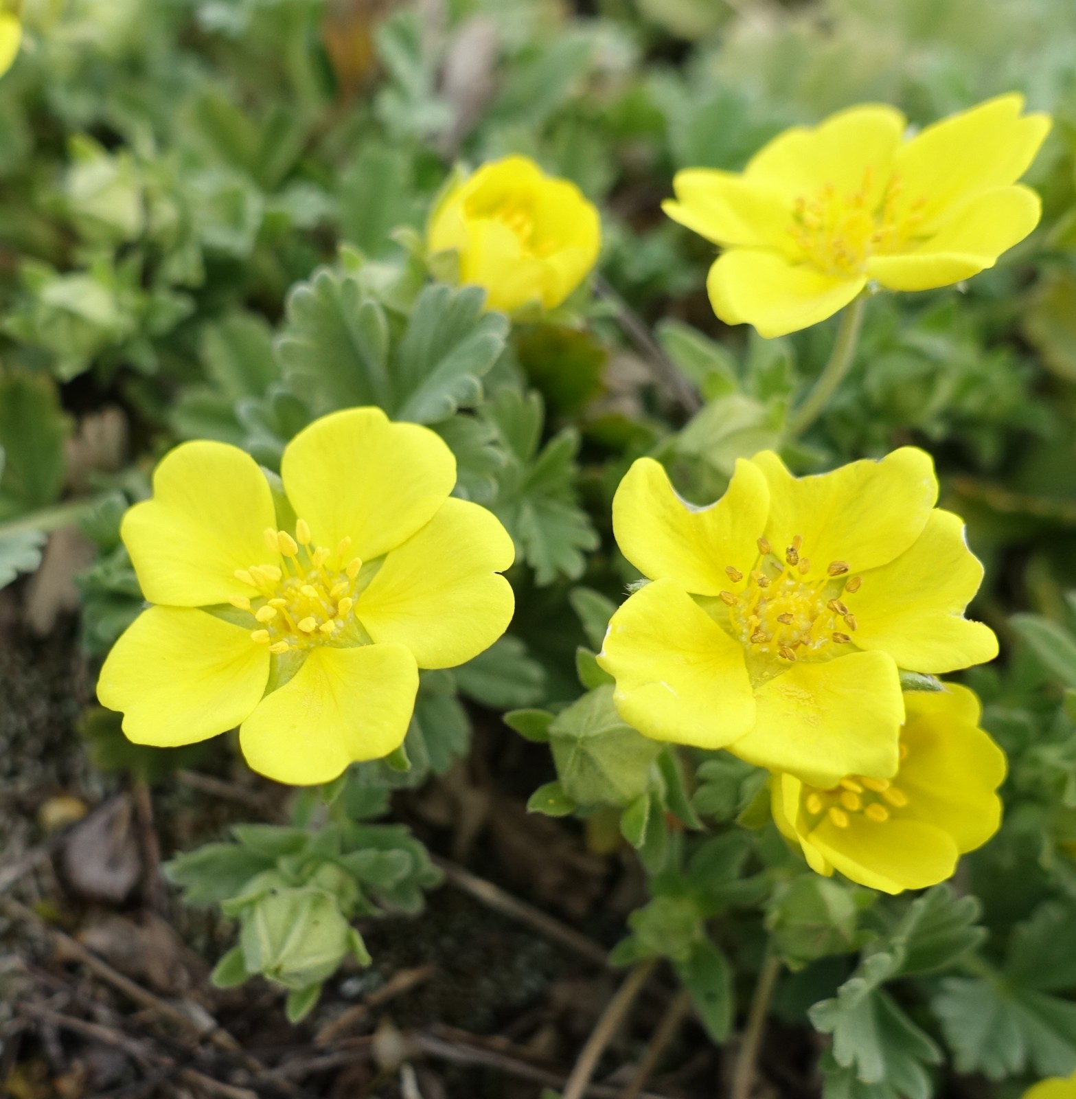 Potentilla tommasiniana