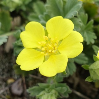 Potentilla tommasiniana