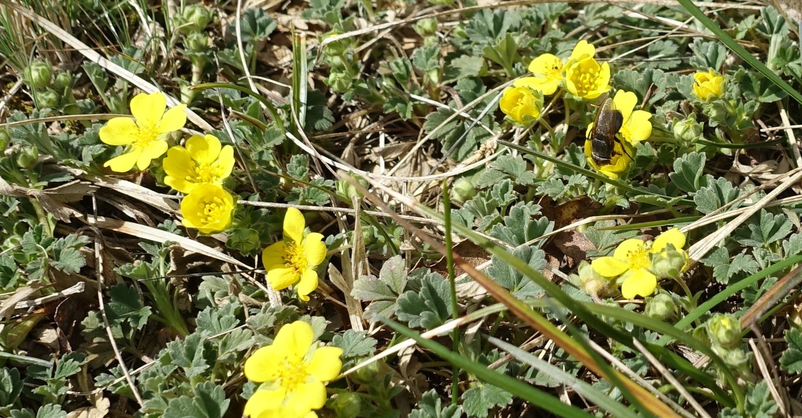 Potentilla tommasiniana