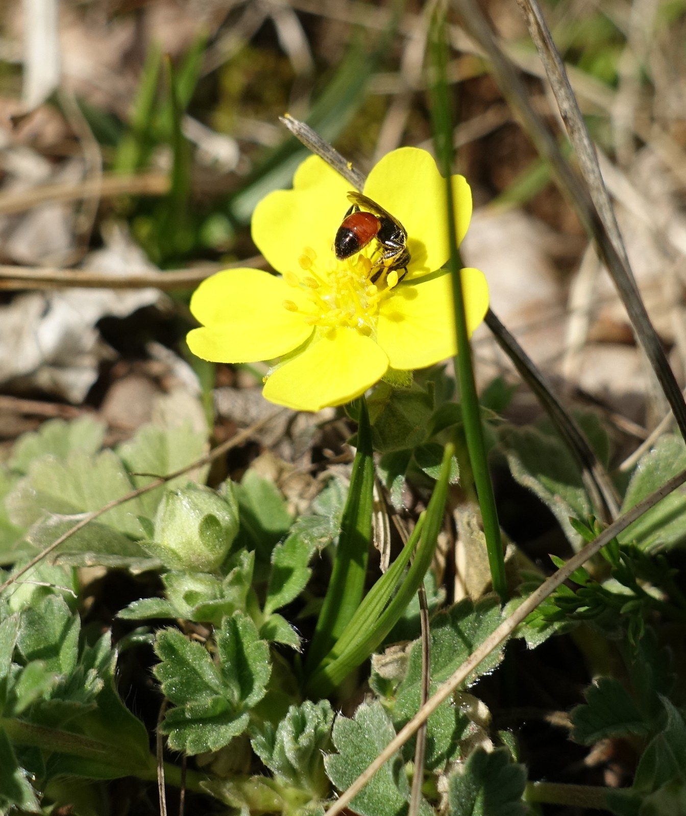 Potentilla tommasiniana