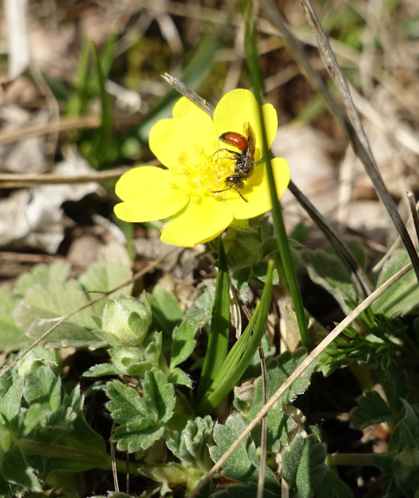 Potentilla tommasiniana