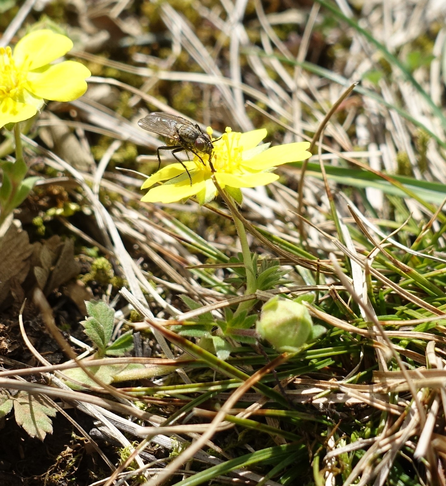 Potentilla tommasiniana