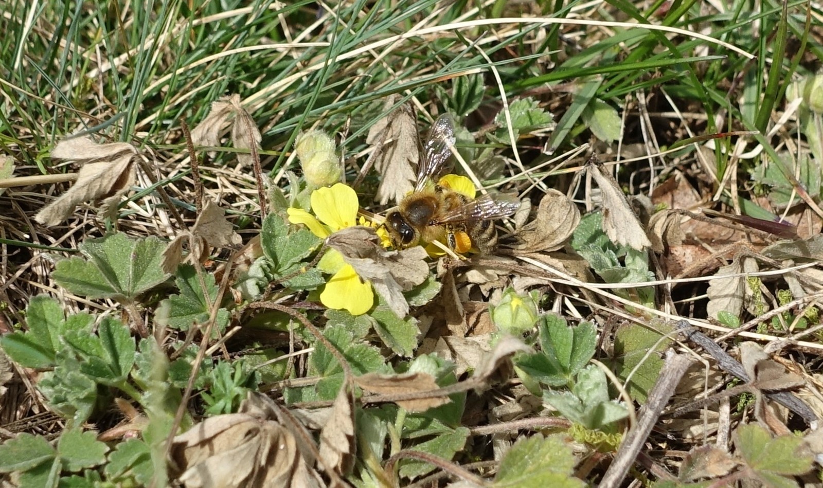 Potentilla tommasiniana