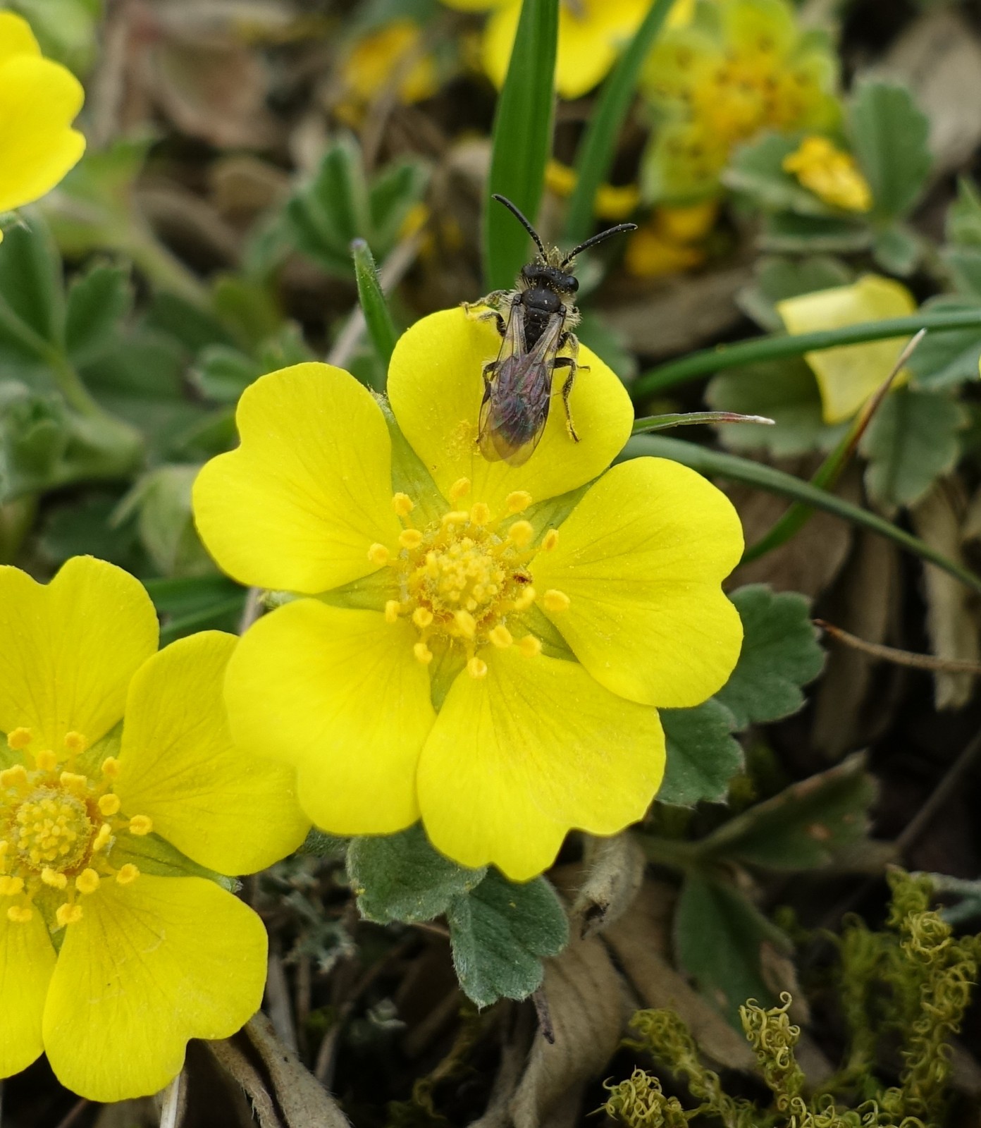 Potentilla tommasiniana