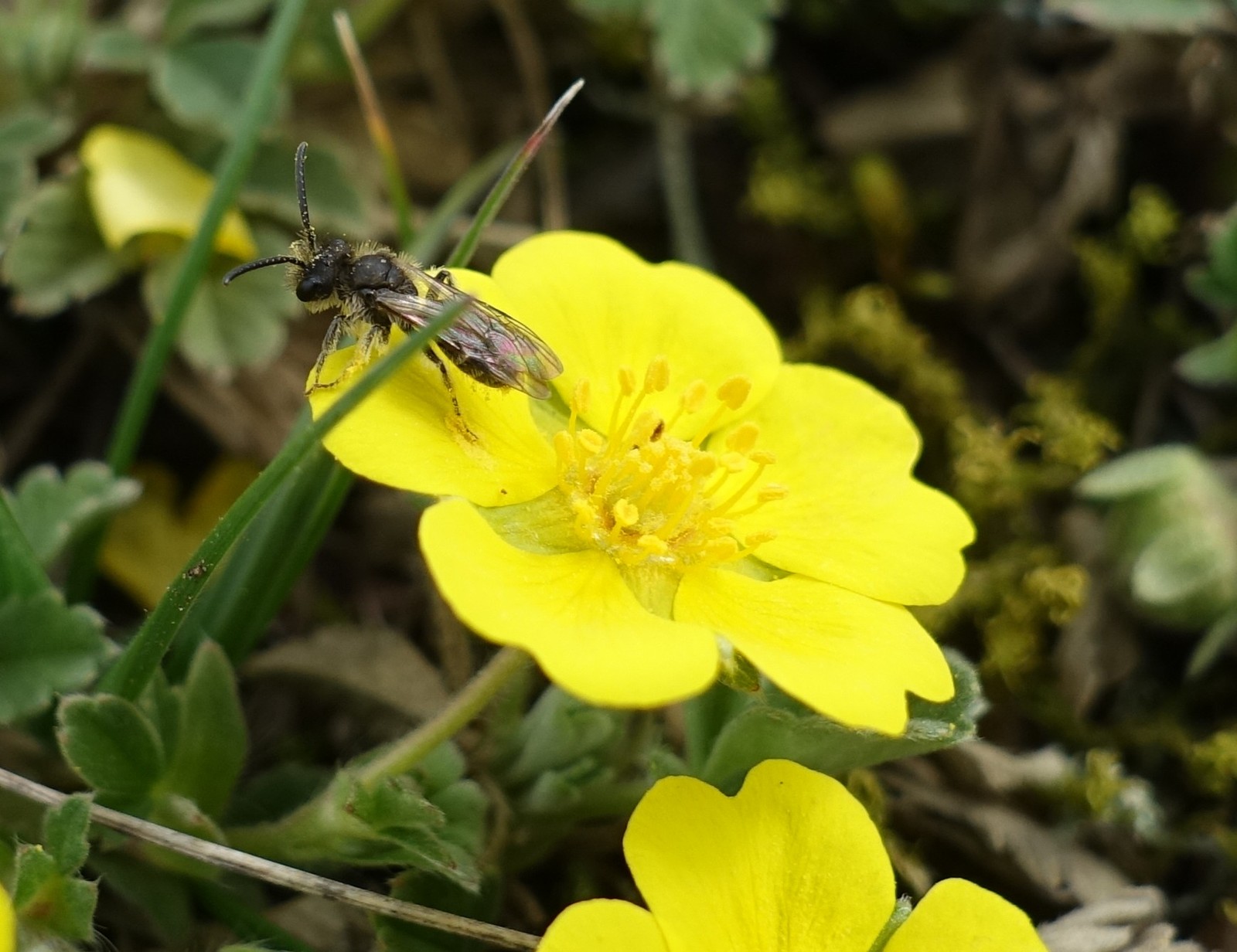 Potentilla tommasiniana