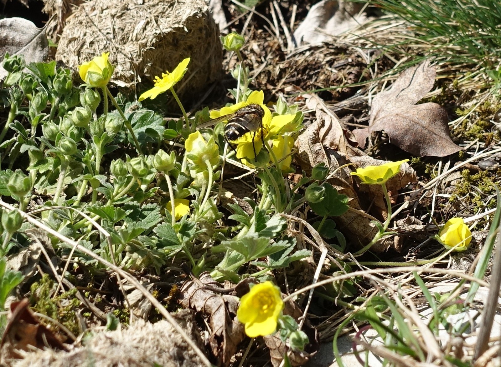 Potentilla tommasiniana