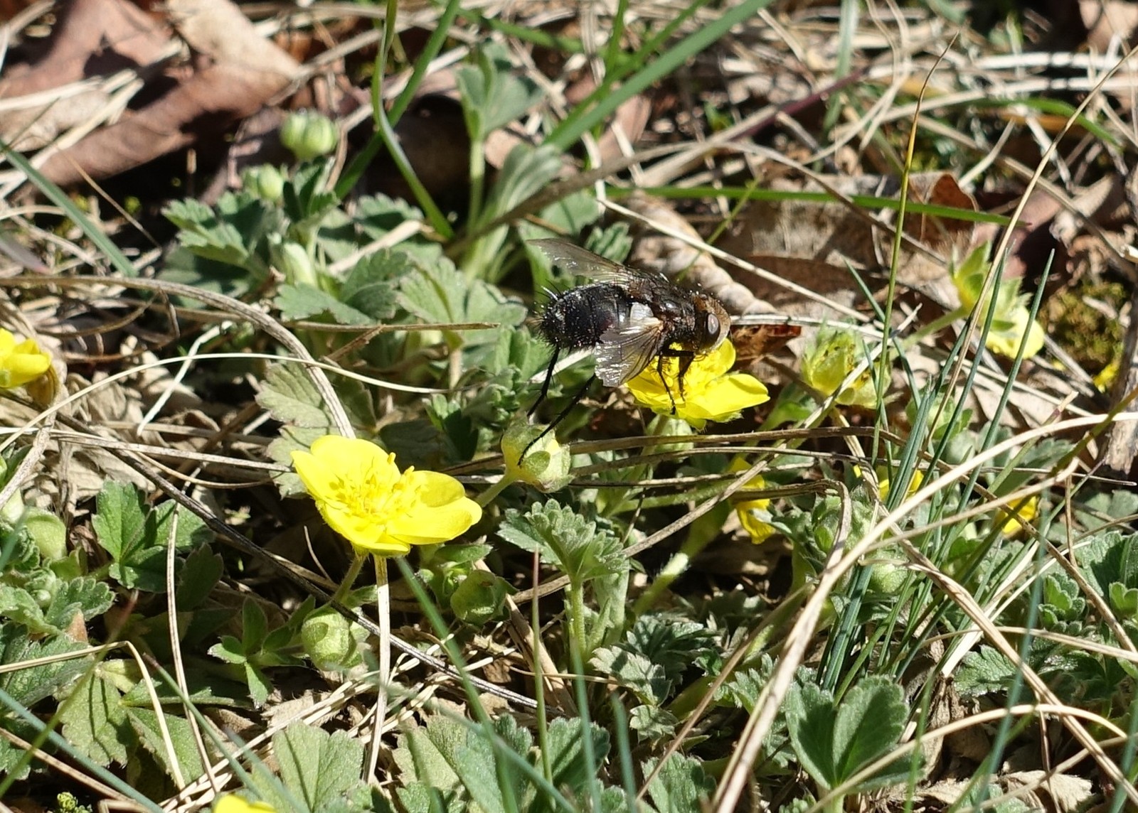 Potentilla tommasiniana