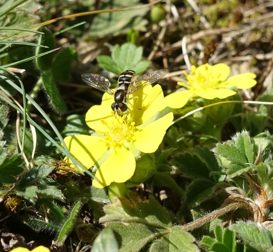 Potentilla tommasiniana