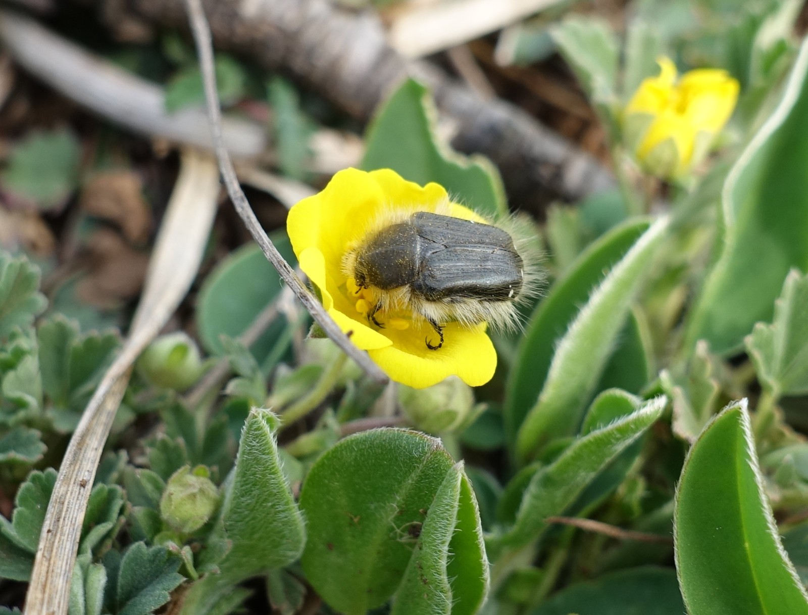 Potentilla tommasiniana