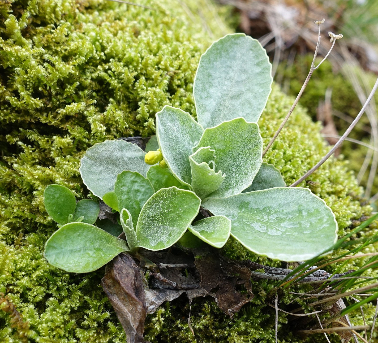 Primula auricula