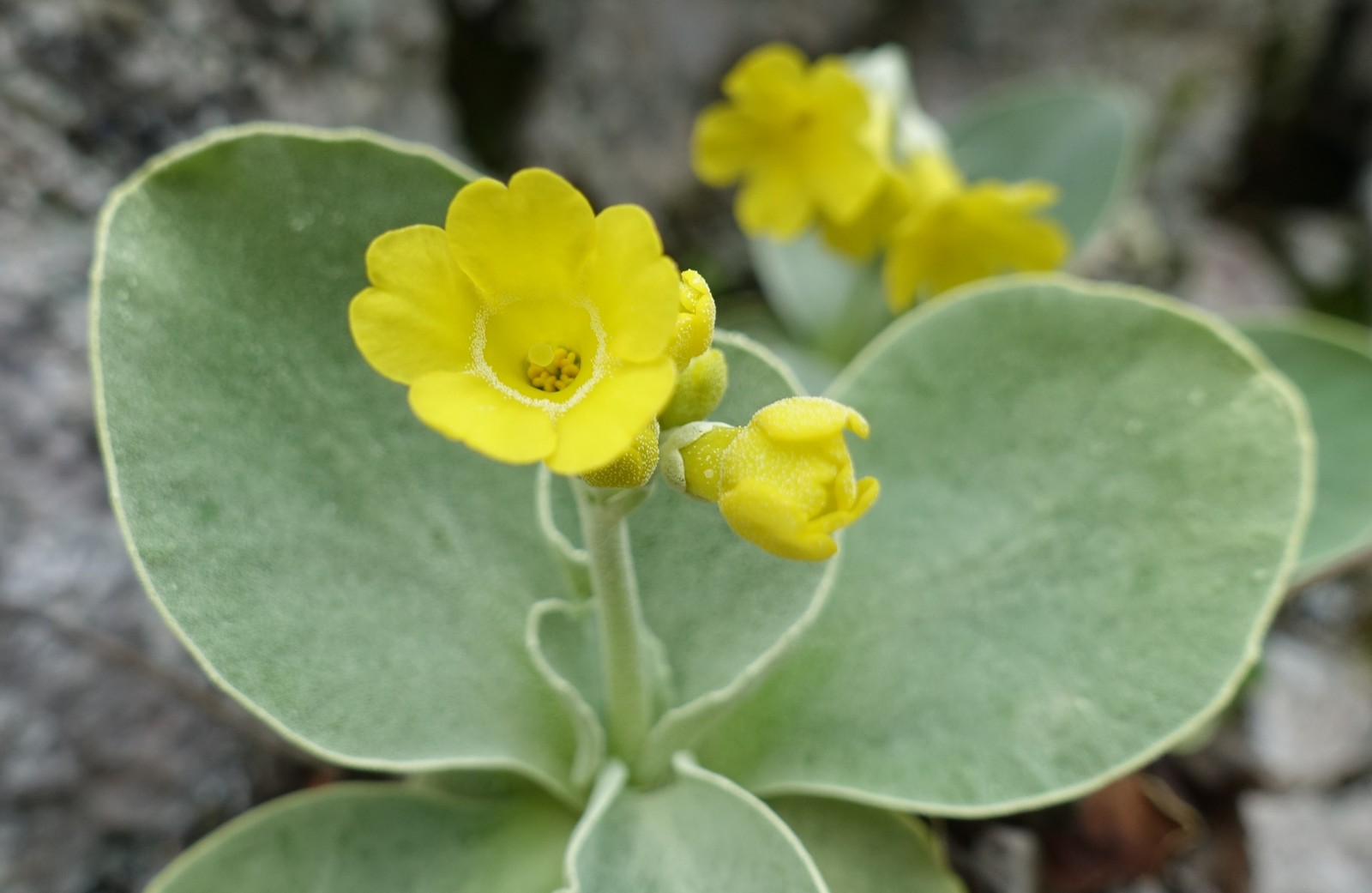 Primula auricula
