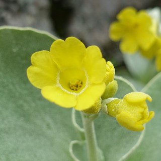 Primula auricula