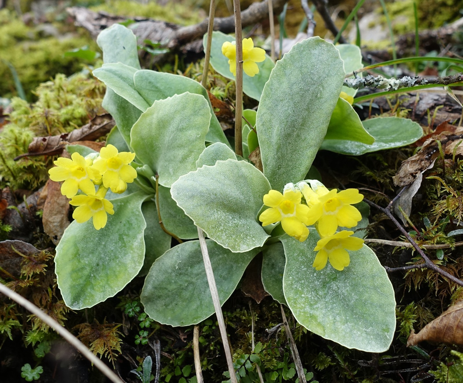 Primula auricula