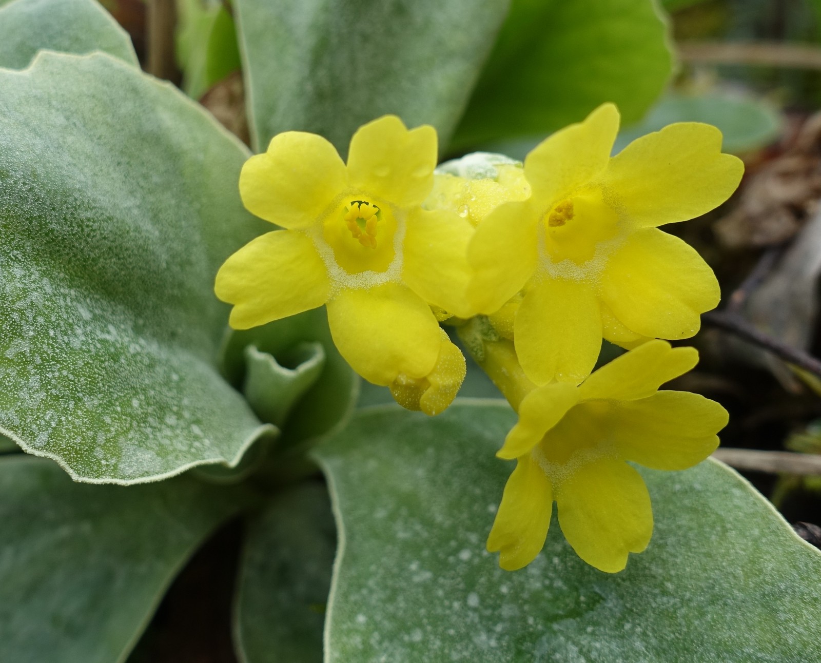 Primula auricula