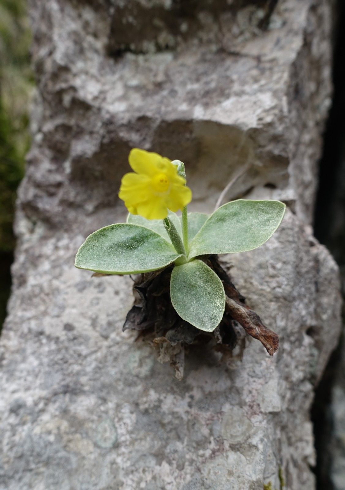Primula auricula