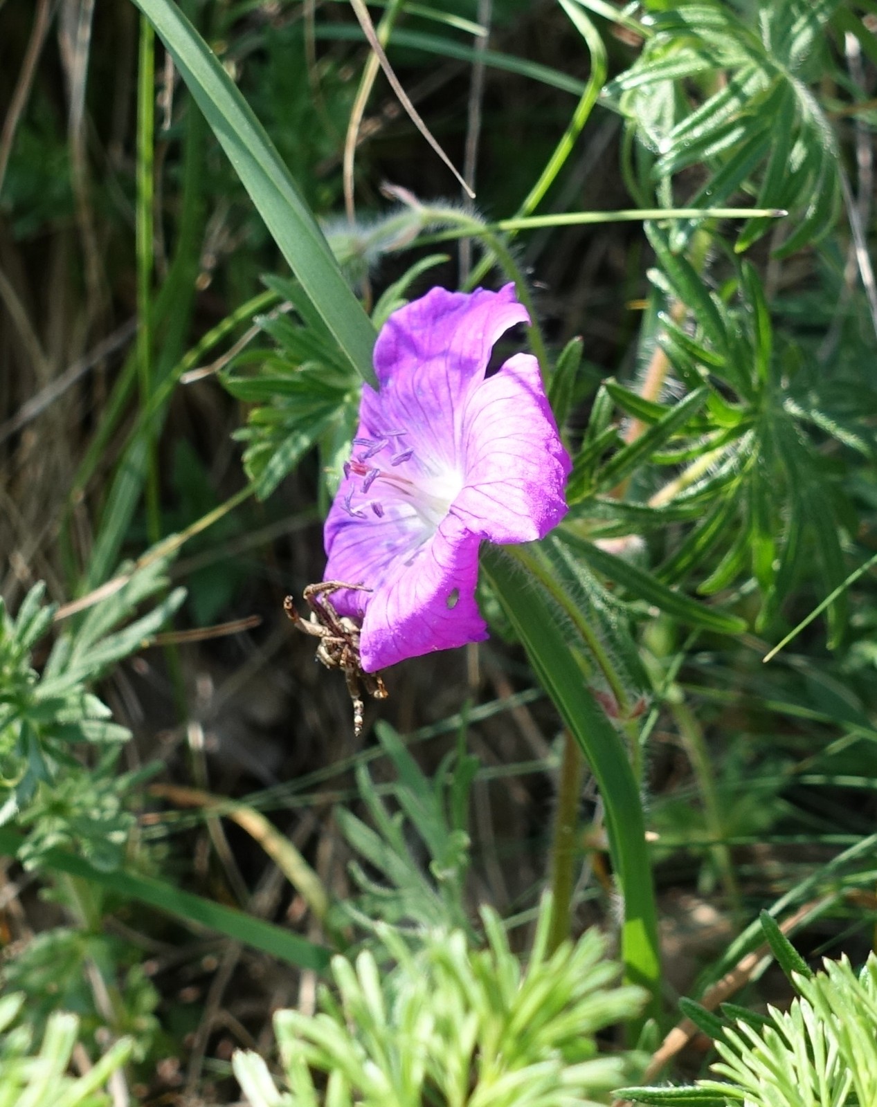 Geranium sanguineum