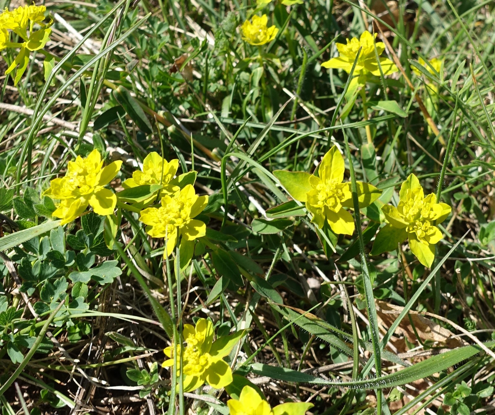 Euphorbia verrucosa