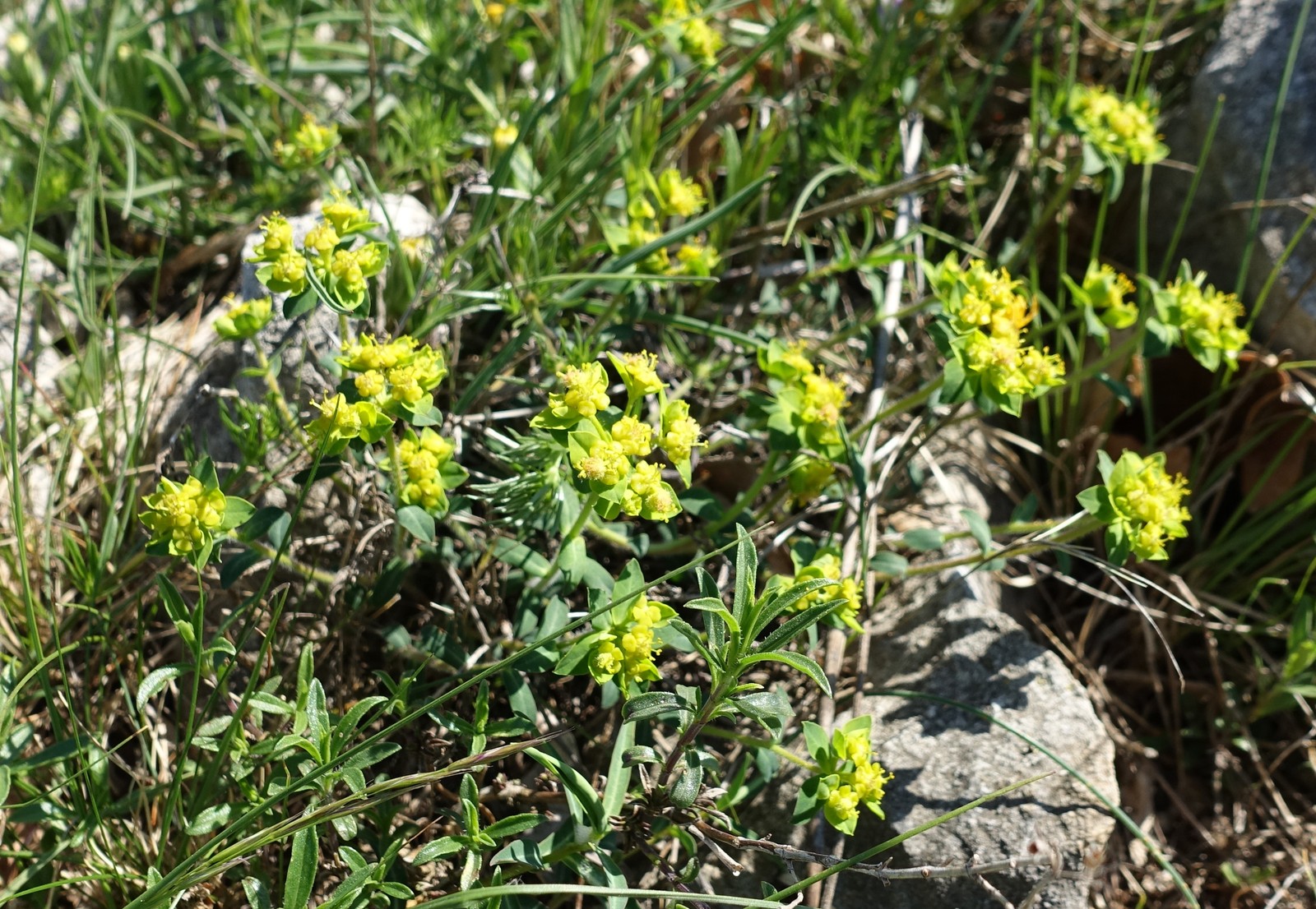 Euphorbia verrucosa